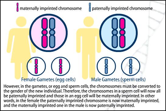 ביצירת הגמטות הכרומוזומים מוחתמים בצורה חד מינית מחיקת