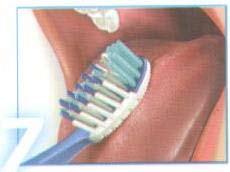16 6. את משטחי הלעיסה של השיניים יש לצחצח בעדינות כאשר מברשת השיניים שטוחה על השן. 7.