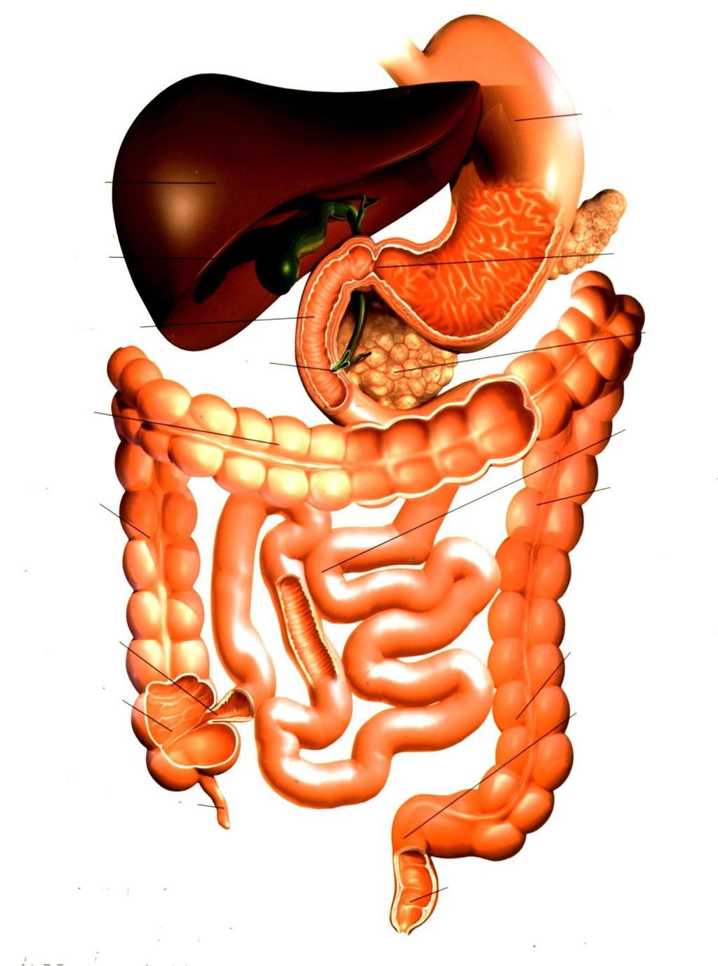 10 Gallbladder Duodenum Transverse colon Ileum Anatomy of the Digestive Tract Stomach Liver Ascending