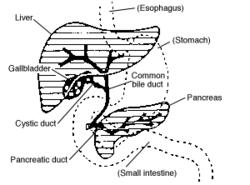 The GI Accessory organs הכבד- מפריש מיצי מרה למעי הדק, שכיס המרה