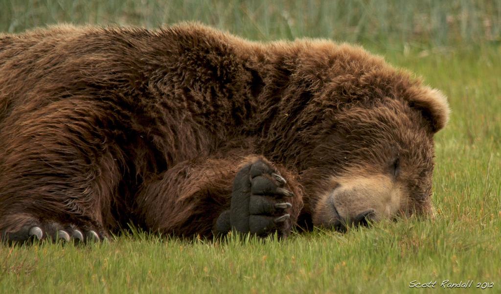 להעיר את הדוב.