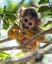 10% הנחה יער הקופים יודפת )לא גן חיות( מקלט לחיות, חינוכי תיירותי "חוויה מדהימה מגיל שנה וחצי