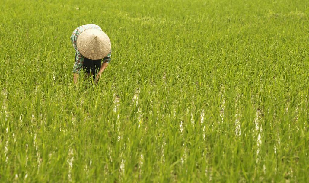 12 חקלאות מאות-מיליוני בני- אדם, כ- 40% מכוח העבודה הסיני, עוסקים בחקלאות ומפיקים כ- 13% מהתוצר ס ין היא אחת מהיצרניות, ומהצרכניות, הגדולות בעולם של מזון ומוצרי חקלאות דוגמת אורז, כותנה, זרעים להפקת