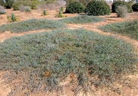 תבטיה הרדופית Thevetia peruviana (Cascabela thevetiana) שיטה רדולנס 'דזרט קרפט' Carpet'