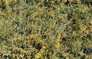 Yellow oleander משפחה: הרדופיים.Apocynaceae מוצא: אמריקה הטרופית.