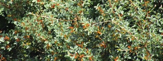 אלת המסטיק lentiscus Pistacia איקליפטוס מעובה )גרוסה( grossa Eucalyptus משפחה: