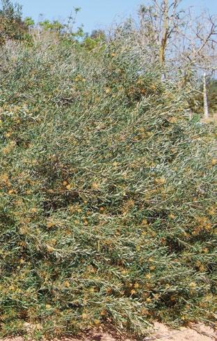 גרווילאה זיתית olivacea Grevillea שם נוסף: בקריס 'תומפסון'. משפחה: מורכבים.