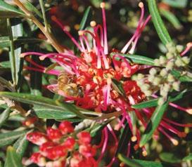 Olive grevillea משפחה: פרוטאיים.Proteaceae מוצא: מערב-אוסטרליה.