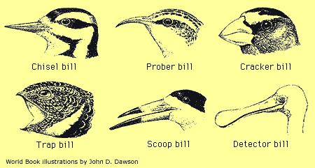 סוגי מ קור The bills of birds vary according to what they eat and their feeding methods. These drawings illustrate the widely different bill adaptations among six kinds of birds.