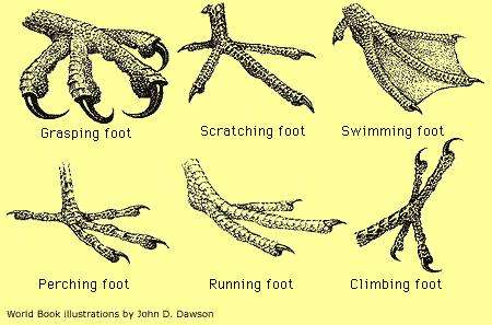 רגליים Most birds have four toes on each foot, and all birds have a claw at the tip of each toe.