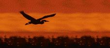 בגלל הצורך בהפקת אנרגיה רבה הנדרשת לתעופה, הרספירטורית-קרדיו-וואסקולרית בעופות המערכת