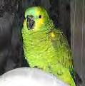 אמז ונה Amazone Parrot מקור דרום ומרכז אמריקה גר' 300-500 משקל אורך חיים רביה: