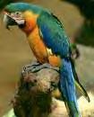 א רה Macaw מקור דרום ומרכז אמריקה גר' 300-1200 משקל אורך חיים רביה: שנים ומעלה 60