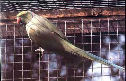 Indian ringneck parakeet ד ררה הפכה לציפור בר נפוצה בישראל בשנות ה- 60 כשמס'