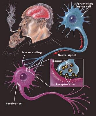 - מנגנונים מעוררי CNS מעבר החומר מן הדם דרך BBB לקולטנים במוח 1. הגברת שחרור NT מקצה העצב, לדוגמא: דופאמין, NA 2.