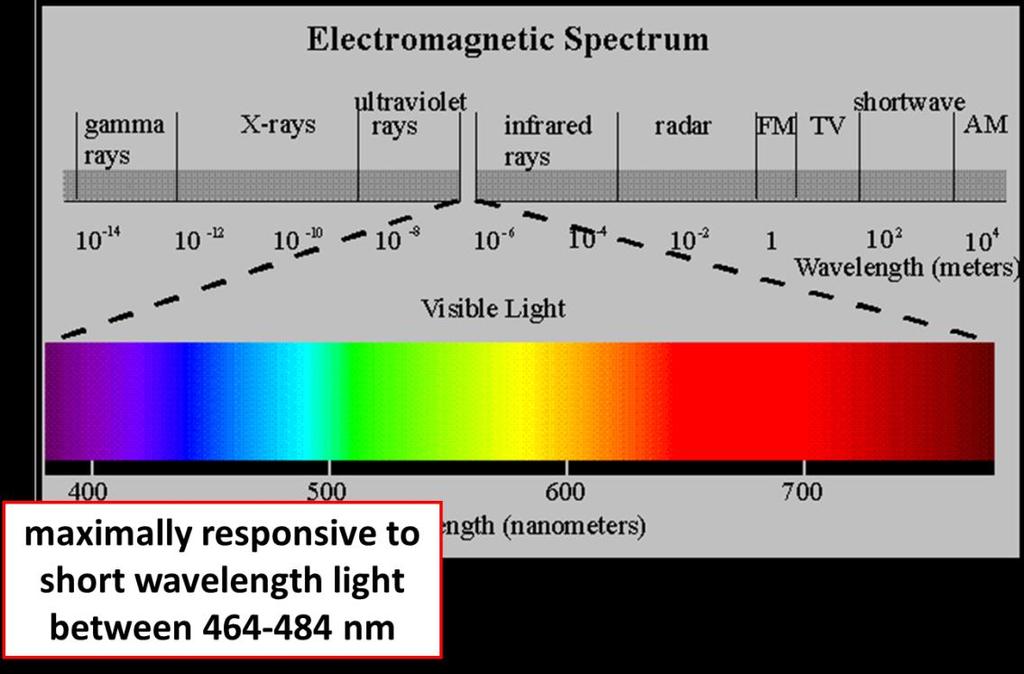 חשיפה לתאורה קצרת גלים בלילה משנה את המחזוריות הטיבעית של אור וחושך ומדכאת את יצור המלטונין הפרשת מלטונין במקצבים מחזוריים