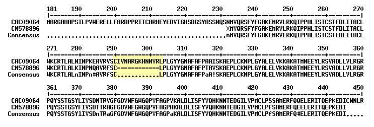 איור 8: השוואת רצף חומצות האמינו המקודדות ע"י גן לAAT מתפוח AY707098( (accession no.