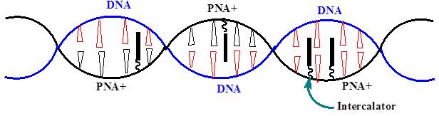 Thus a similar increased affinity upon incorporation of diaminopurine could be expected for PA nucleic acid complexes.