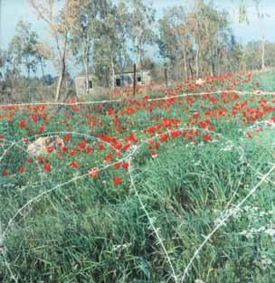 277 278.277 גיא רז )נ. 1964( נורית מס / 1995 / 3 הדפסה דיגיטלית 50X50 ס מ / חתום, מתואר, מתוארך וממוספר 1/5 בגב.