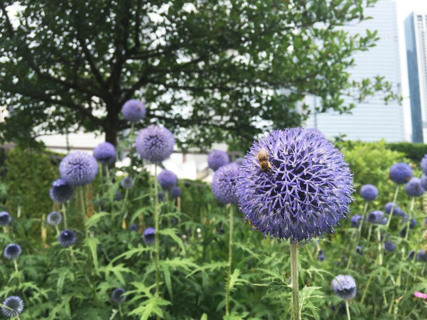 טבע עירוני וגידול דבורים בעיר