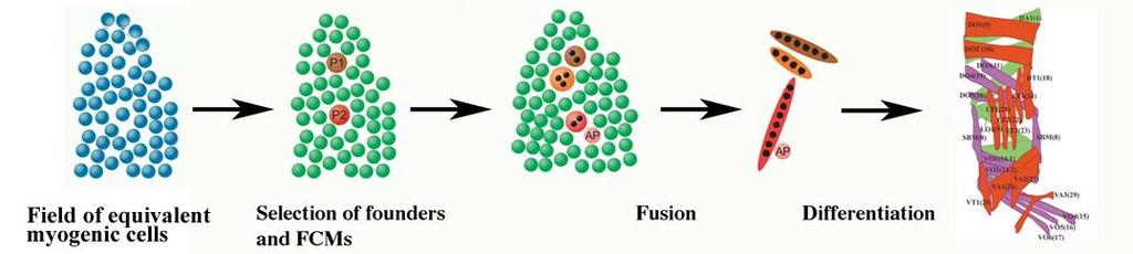 receiving cells will become fusion competent myoblasts (FCMs) [5]. The founder cells are responsible for the uniqueness of each muscle fiber identity.