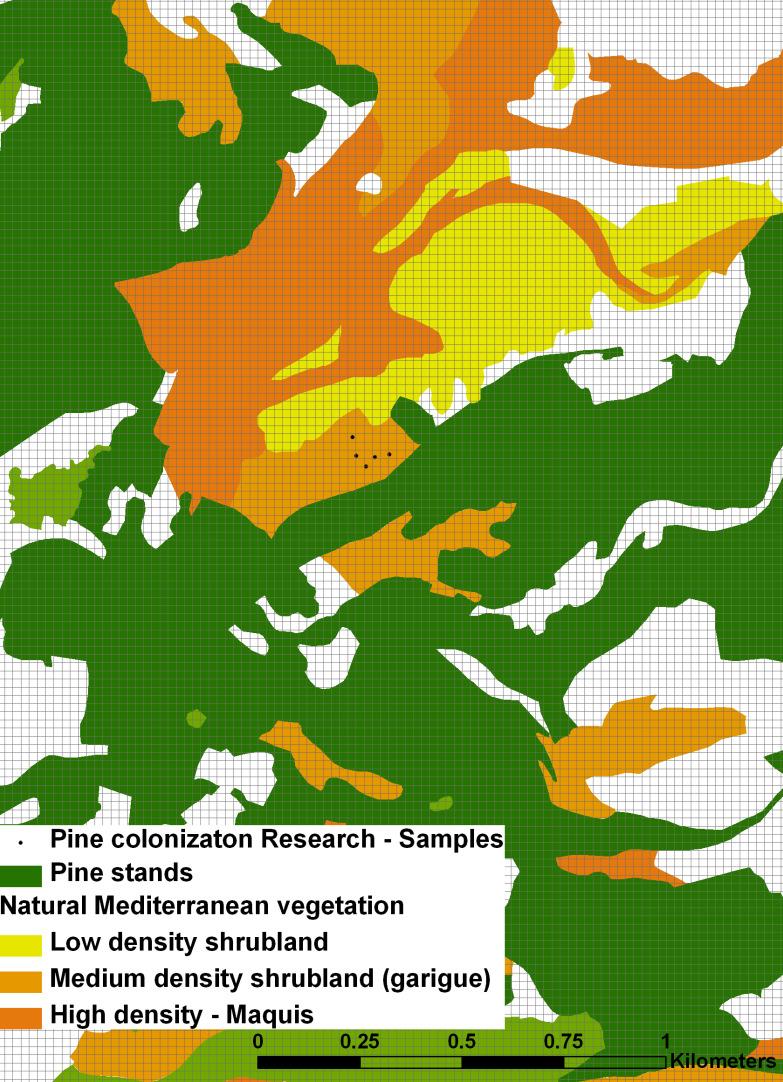 שיטת ה מחקר פיתוח מודל: דינאמיקת התנחלות אורן ירושלים במקומות בהם לא ניטע צפיפות אורנים משתנה תלוי: עצים בדגימה) ) מס''ס כתלות