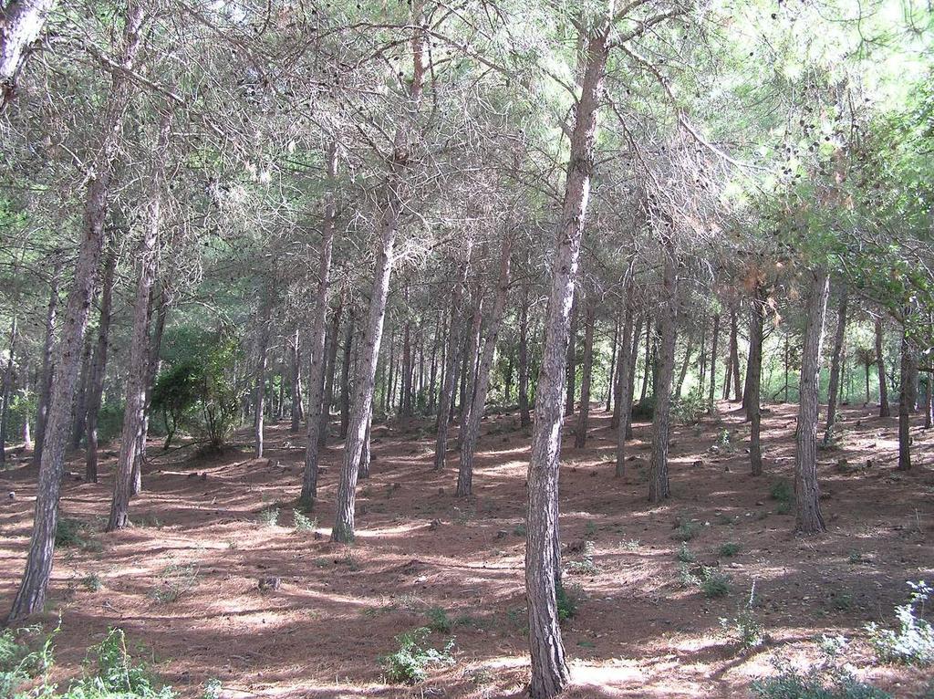 Pinus halepnsis Mill נטיעת י ער אורן