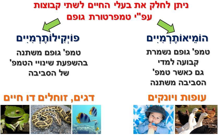 תפקידי המים ביצורים חיים: הובלה של חומרים 1. המסה של חומרים 2. ויסות טמפרטורת הגוף 3. ייצוב של התאים 4. מנגנונים של הגוף להתמודדות עם שינויים בטמפרטורת הגוף התמודדות עםעליה בטמפרטורת הגוף: 1.