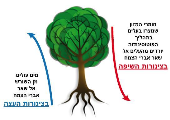 .1.2 מערכת ההובלה בצמח אם נתבונן בעלים, נוכל לראות את צינורות ההובלה של הצמח.
