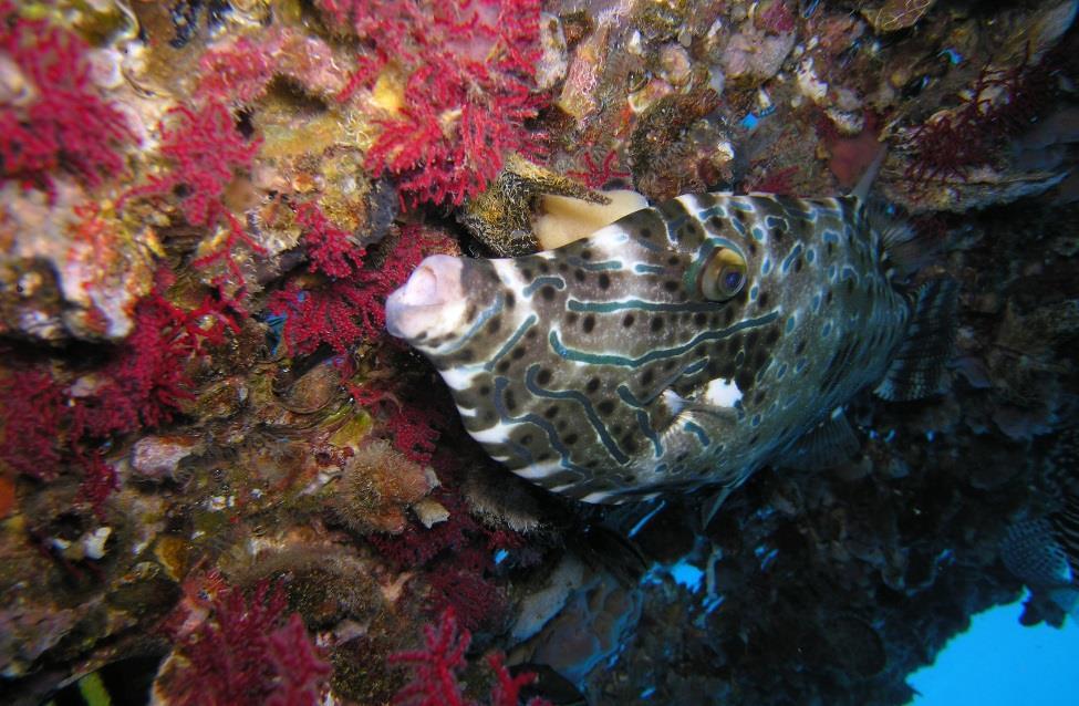 האוצר התת-ימי האקוסיסטמה העשירה בכדור הארץ שוניות האלמוגים