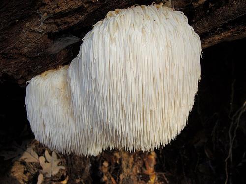 פטריית ההיריסיום פטריית ההיריסיום erinaceus( )Hericium קרויה גם "פטריית רעמת הארי" mane(