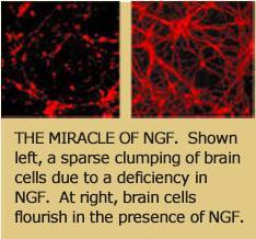גורם הגדילה העצבי NGF תפקידו של ה- NGF להיקשר לקולטנים על גבי נוירונים, ועל ידי כך לשלוט בקצב הגידול שלהם, לווסת מוות של תאים עצביים במהלך תהליך ההבשלה של נוירונים חדשים, ולסייע לנוירונים להתאושש