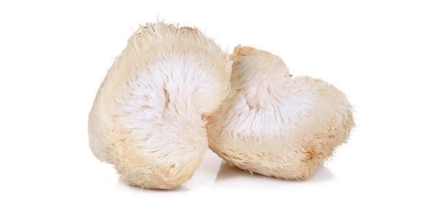 היריסיום hericium erinaceus פטריית מאכל זו מכונה "המזון של הטבע לנוירונים" לאור יכולתה לעורר ייצור של גורם גדילה עצבי Factor(,)NGF Nerve Growth המעודד את יצור המיאלין בתאי העצב.