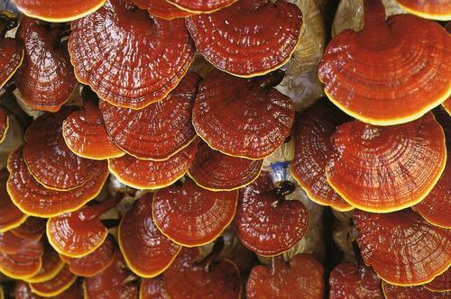 פטריית ראישי פטריית ראישי Lucidum( )Ganoderma מוכרת במזרח מזה כ- 4,000 שנה, שם משתמשים בה למאכל,