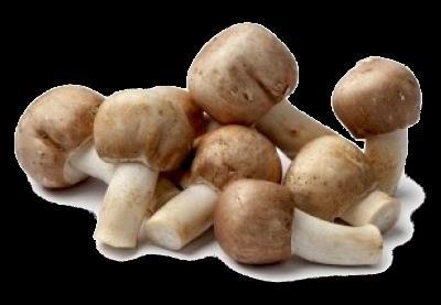 פטריית אגריקוס פטריית אגריקוס Murill(