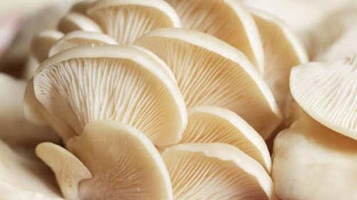 פלאורוטוס PLEUROTUS ostreatus פלאורוטוס או בשמה העממי oyster mushroom הינה פטריית מאכל נפוצה.