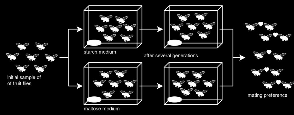 זבובים במעבדה אבולוציה בזמן אמת לאחר מספר דורות אוכל עמילן העדפות הזדווגות )ברירה מינית(.