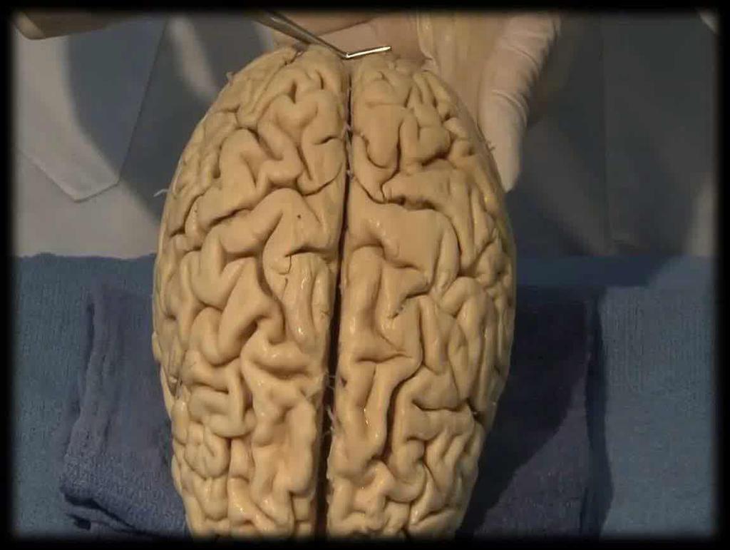 המוח האנושי המוח האנושי חובן בתוכו את נפלאות הביולוגיה.
