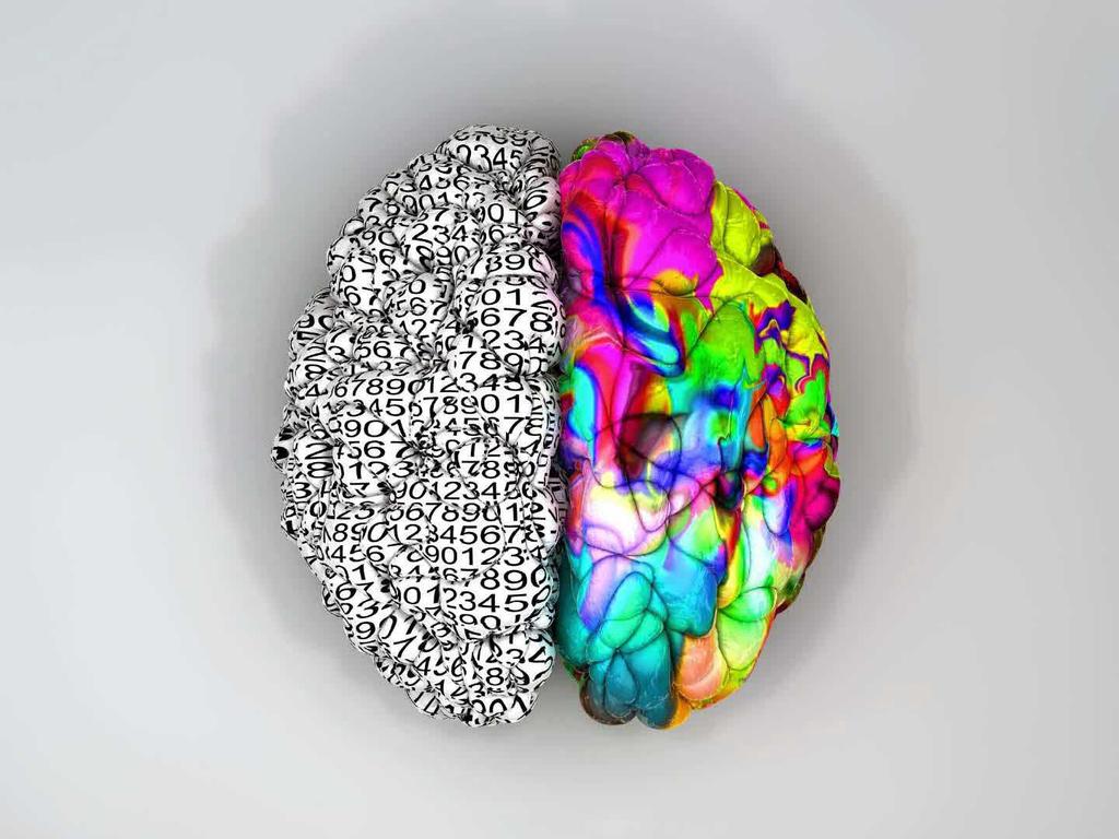 סינפסות ונוירונים חלוקה אנטומית למוח 4 אונות בכל המיספרה 2 המיספרות במוח המוח האנושי ההמיספרה השמאלית