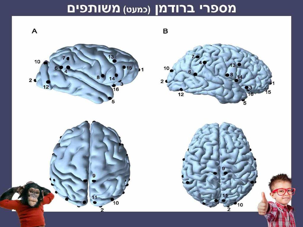 סינפסות ונוירונים חלוקה אנטומית למוח 4