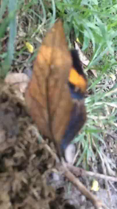 The Orange oakleaf butterfly found