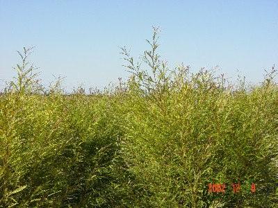 היבול שנקטף בחוות מתיתיהו, עד ל- 31.12.2, עומד על כ- 6 פרחים/דונם.G.Ivenhoe זן ששתול מזה שנתיים בחלקות מסחריות.