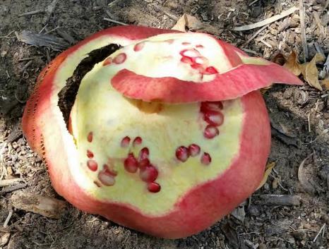 ב- א) תמונה 9: זחל של עש תפוח מדומה - תיאור הגבשושיות