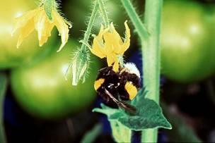 The Bumblebee Bombus terrestris