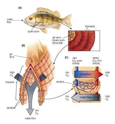 הזימים כפיצוי לאחוז חמצן נמוך אצל דגי הגרם הזימים מכוסים ואילו בדגי הסחוס