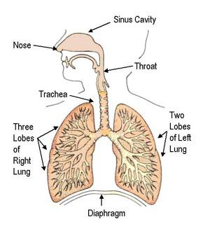 מבנה מערכת הנשימה אף צינור הנשימה )טרכיאה )