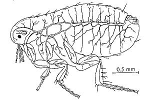 מערכות נשימה בחיות שונות חיות ללא מערכת נשימה: חד תאיים ורב תאיים קטנים מסתפקים בדיפוזיה חיות בעלות מערכת נשימה: ללא מערכת קרדיווסקולארית: )חרקים( צינורות אוויר