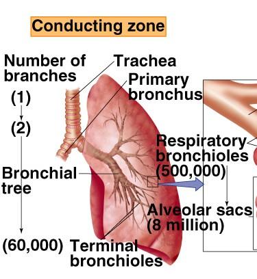 מבנה מערכת הנשימה )המשך( האזור