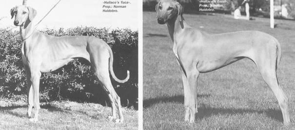 ועוד קצת על התקן האזאוואק הוא כלב די גדול, 64-74 ס"מ (זכרים) 60-70 ס"מ (נקבות), אולם במיוחד רזה ואלגנטי, ומשקלו רק 16-25 ק"ג. הוא בהחלט מותיר רושם של כלב רזה וכחוש.