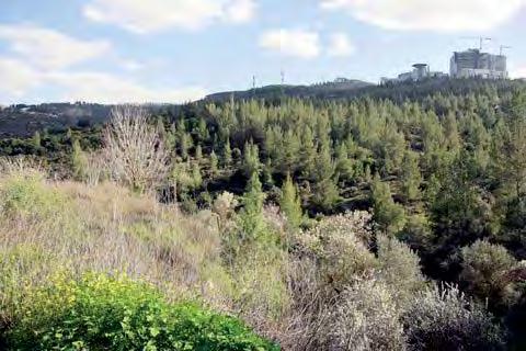 יער ירושלים "הריאה הירוקה" של תושבי הבירה. היער ניטע על ידי קק"ל במחצית השנייה של שנות ה- 50 (של המאה הקודמת) ובמהלך שנות ה- 60. בשנת 1956 נטע הנשיא השני, יצחק בן-צבי, את העץ הראשון ביער.